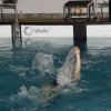 Winterschwimmfest